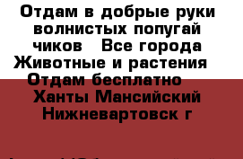 Отдам в добрые руки волнистых попугай.чиков - Все города Животные и растения » Отдам бесплатно   . Ханты-Мансийский,Нижневартовск г.